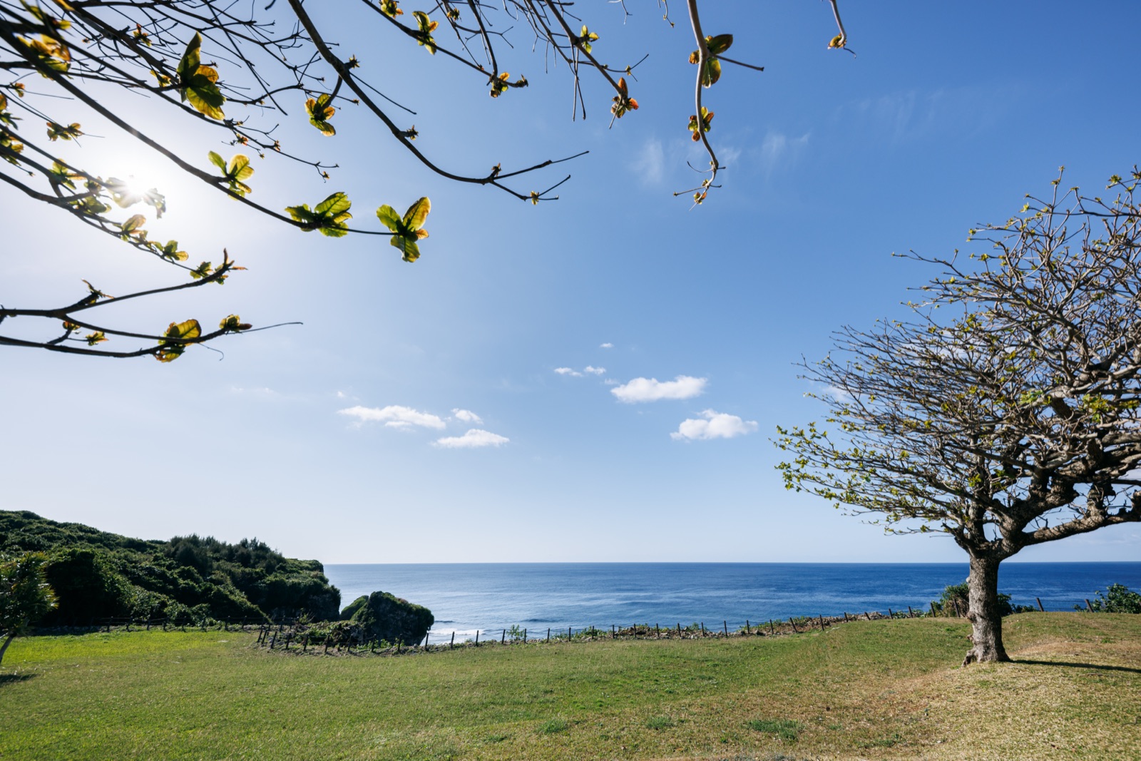海と空、テイキンザクラの広がる景観