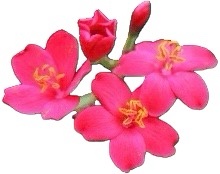 テイキンザクラ